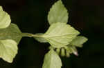 Slender wild basil